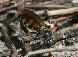 Campsomeris plumipes